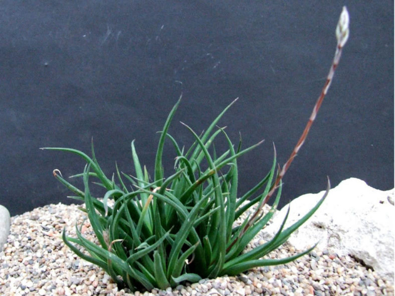 Haworthia angustifolia (Narrow-leaved Haworthia)