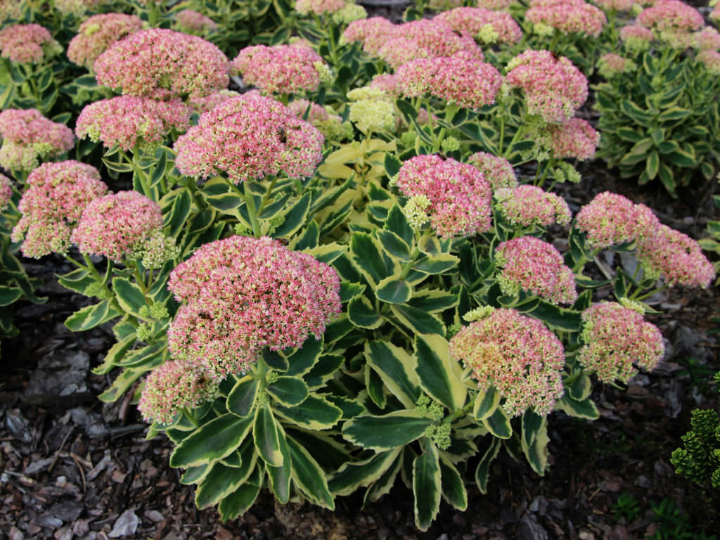 Hylotelephium 'Autumn Charm' aka Sedum 'Autumn Charm', Hylotelephium 'Lajos'or Sedum 'Lajos'