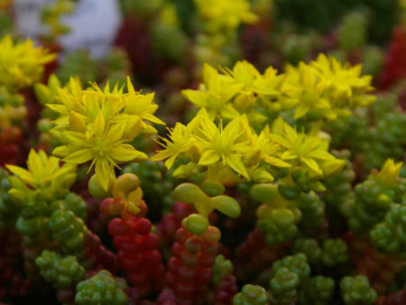 Sedum divergens (Spreading Stonecrop) - World of Succulents