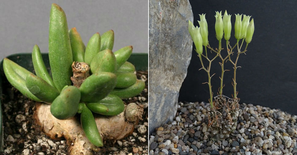 Tylecodon sulphureus - World of Succulents