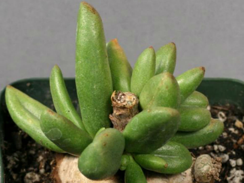 Tylecodon sulphureus - World of Succulents