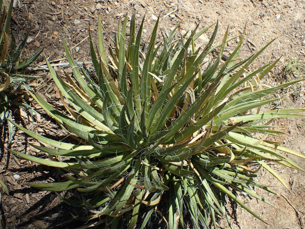 Agave toumeyana (Toumey's Century Plant)