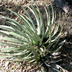 Agave toumeyana (Toumey's Century Plant) - World of Succulents