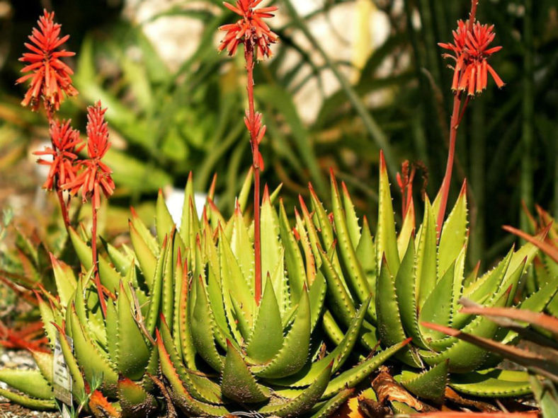 Aloe bussei | World of Succulents