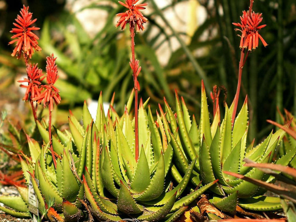 Aloe bussei