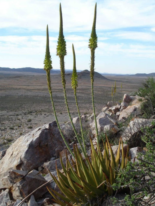 Aloe gariepensis (Gariep Aloe) - World of Succulents