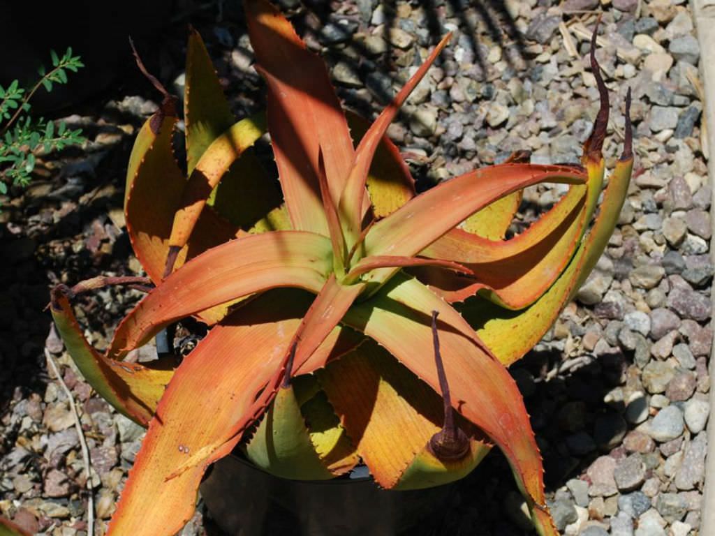 Aloe gariepensis (Gariep Aloe)