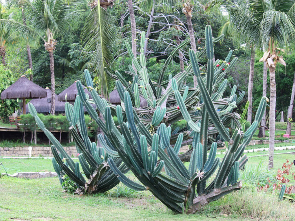 Cereus jamacaru (Pleated Cereus)