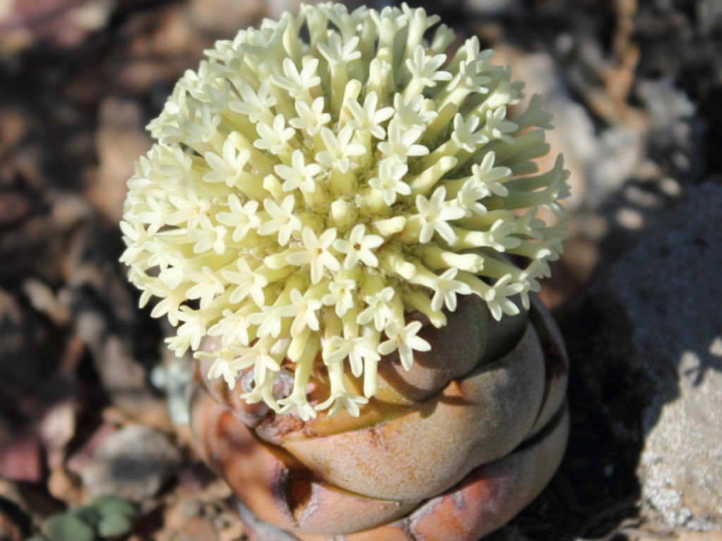 Crassula columnaris (Upright Crassula)