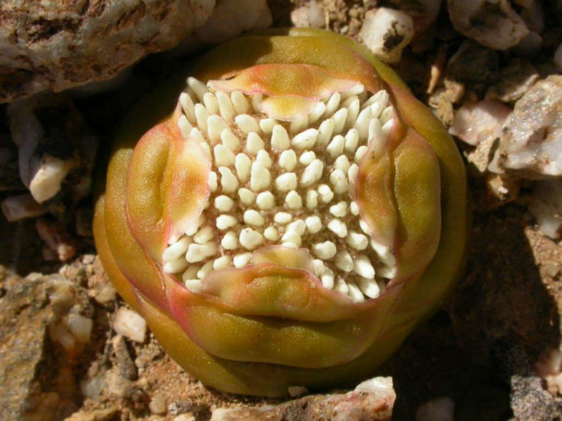 Crassula columnaris (Upright Crassula)