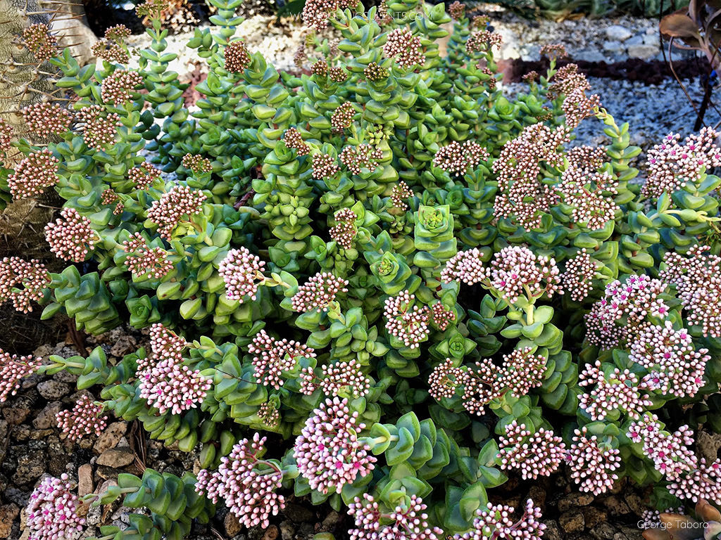 Crassula rupestris, commonly known as Rosary Vine