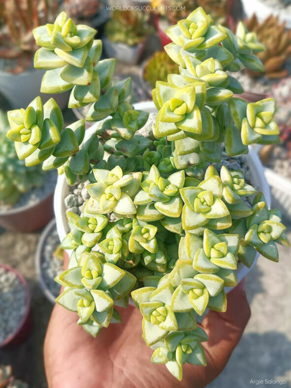 Crassula rupestris, commonly known as Rosary Vine