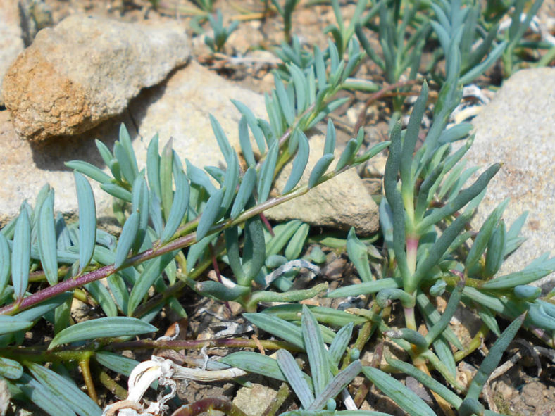 Curio hallianus aka Senecio hallianus