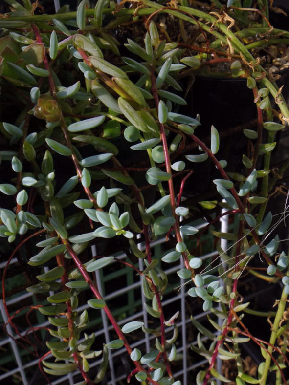 Curio hallianus aka Senecio hallianus