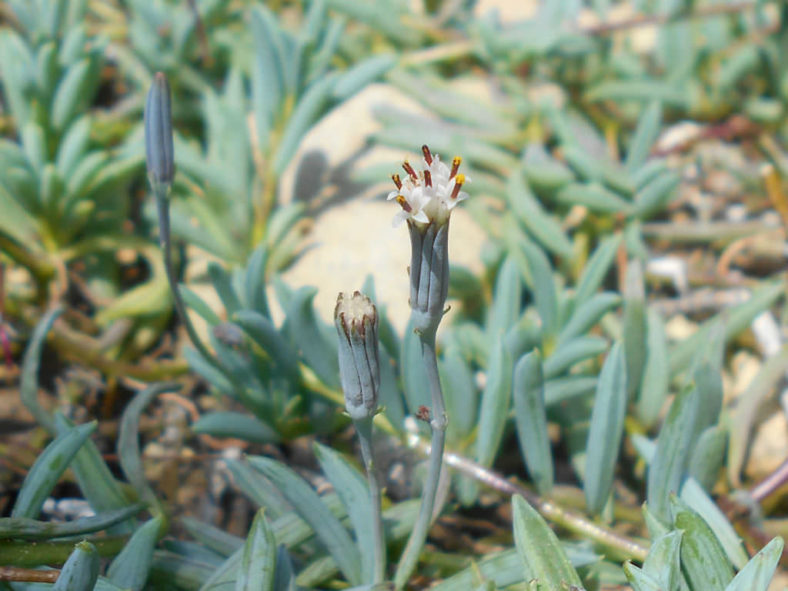 Curio hallianus aka Senecio hallianus