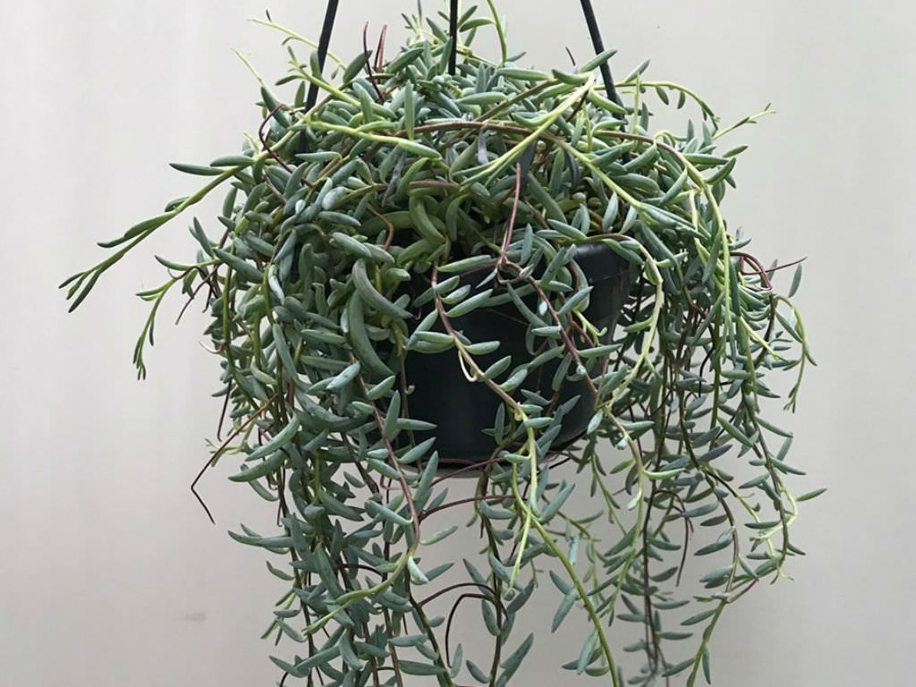 Curio hallianus aka Senecio hallianus