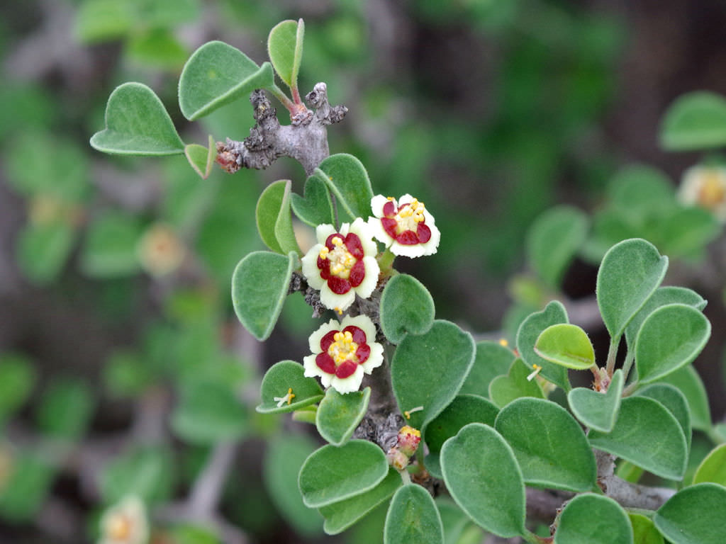 Plant Euphorbia Misera