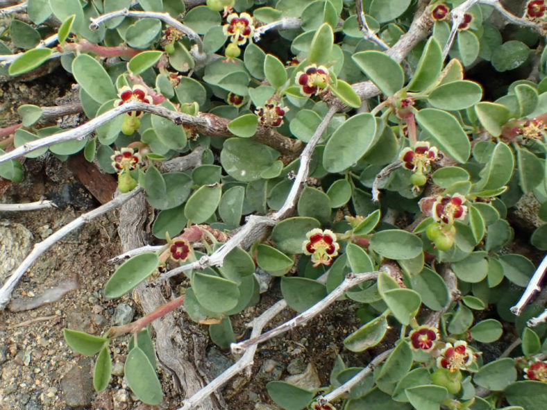 Euphorbia misera (Cliff Spurge)