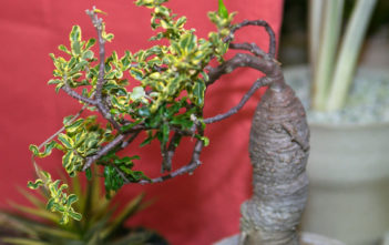 Fockea edulis f. variegata (Variegated Hottentot Bread) Fockea edulis f. variegata (Hottentot Bread)