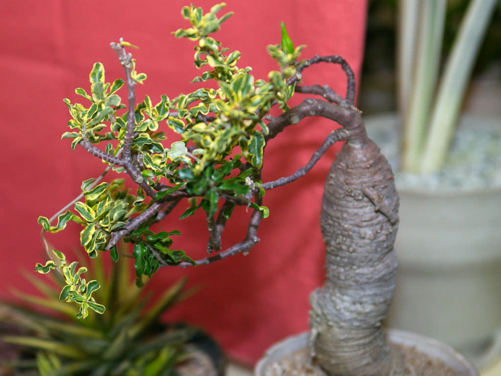 Fockea edulis 'Variegata' (Hottentot Bread)