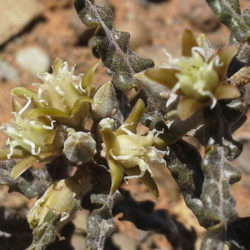 Fockea sinuata - World of Succulents