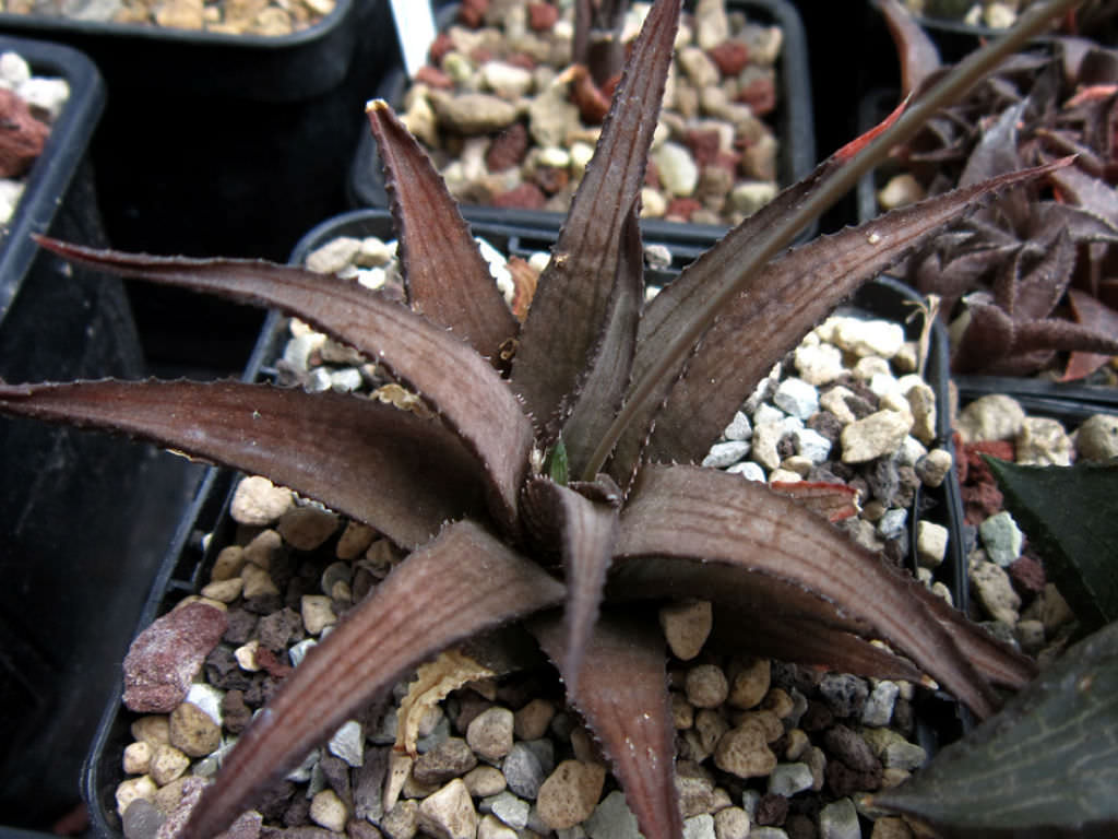 Haworthiopsis woolleyi aka Haworthia woolleyi or Haworthia venosa subsp. woolleyi