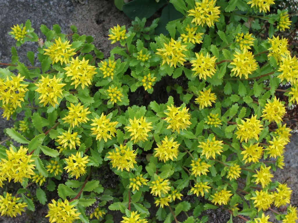 Phedimus ellacombianus aka Sedum ellacombianum or Sedum kamtschaticum subsp. ellacombianum