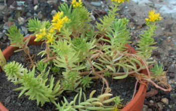Sedum mexicanum (Mexican Stonecrop) Sedum mexicanum (Mexican Stonecrop)
