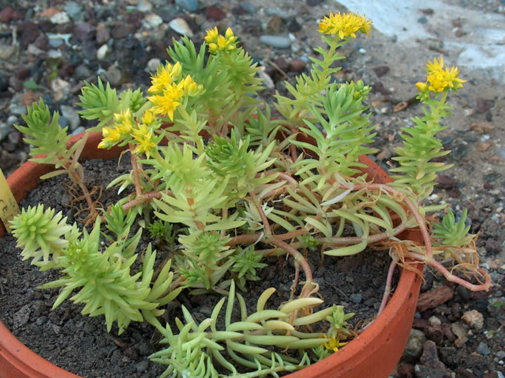 Sedum mexicanum (Mexican Stonecrop)