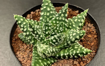 Tulista pumila 'Donuts' Tulista pumila 'Donuts' aka Haworthia pumila 'Donuts'