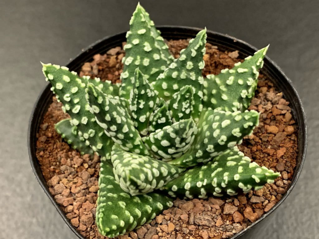 Tulista pumila 'Donuts' aka Haworthia pumila 'Donuts'