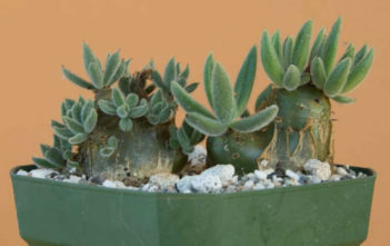 Tylecodon leucothrix (Bunny Ears) Tylecodon leucothrix (Bunny Ears)