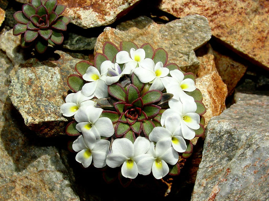 Viola sacculus