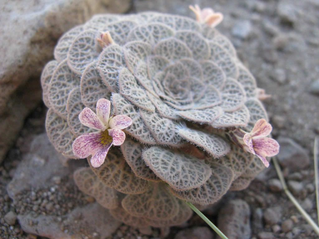 Viola trochlearis