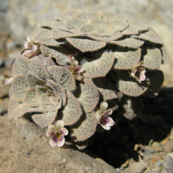 Viola trochlearis World of Succulents