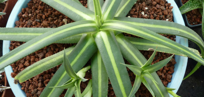 T. Succulent Form × Nizanda Agave-nizandensis-Nizanda-