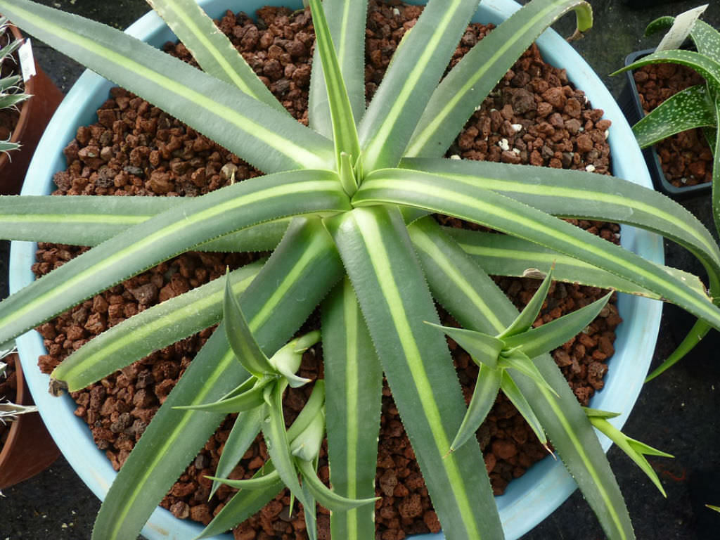 Agave nizandensis (Nizanda Agave)