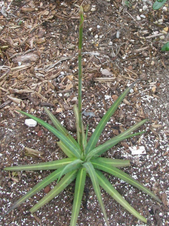 Agave nizandensis (Nizanda Agave)