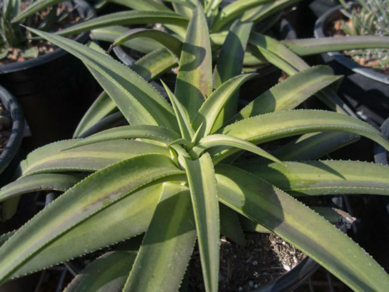 Agave nizandensis (Nizanda Agave)