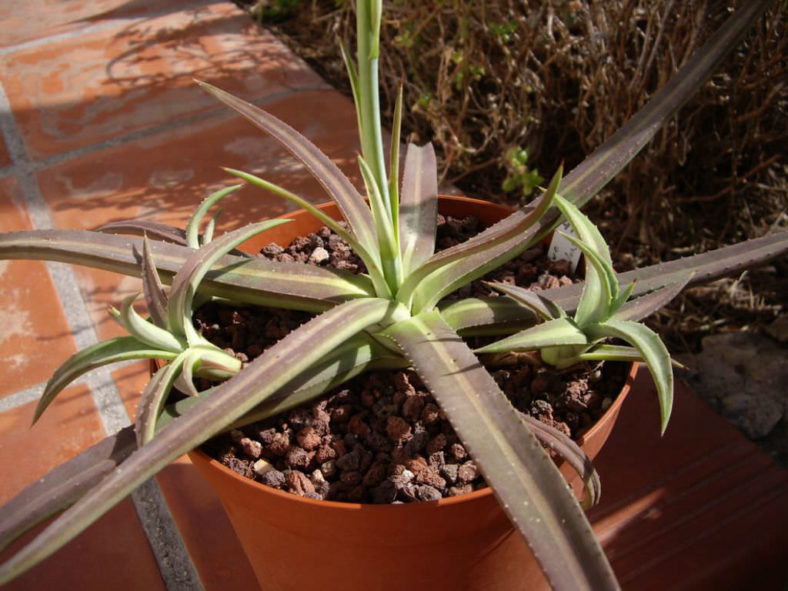 Agave nizandensis (Nizanda Agave)