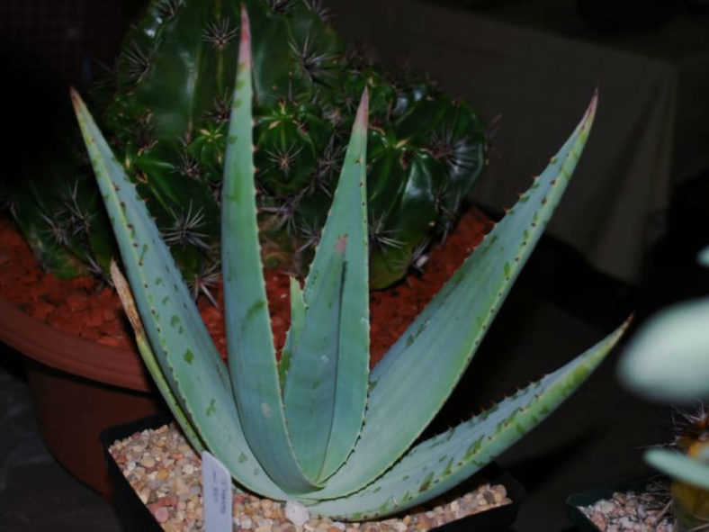 Aloe viridiflora (Green-flowered Aloe)