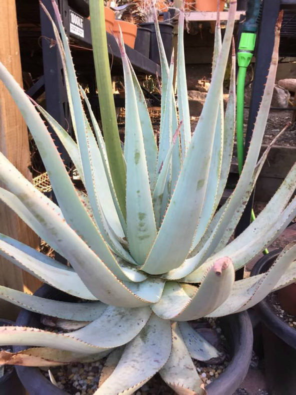 Aloe viridiflora (Green-flowered Aloe)