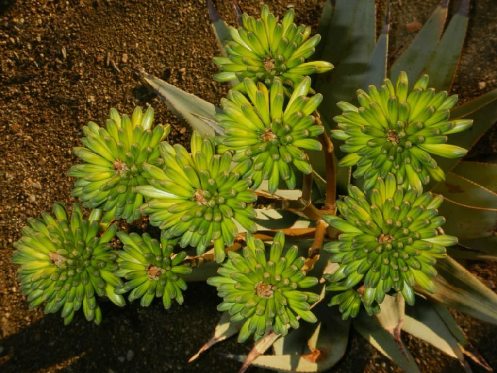 Aloe viridiflora (Green-flowered Aloe)