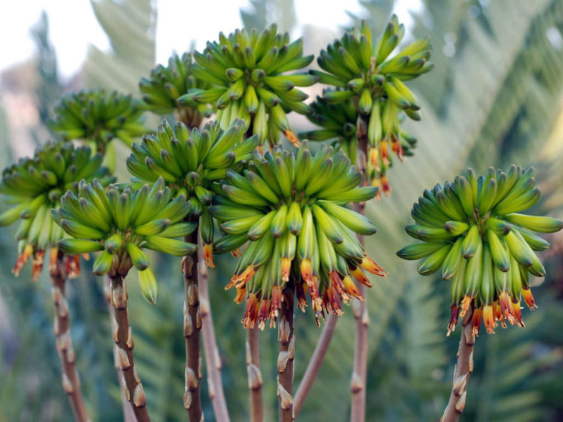 Aloe viridiflora (Green-flowered Aloe)