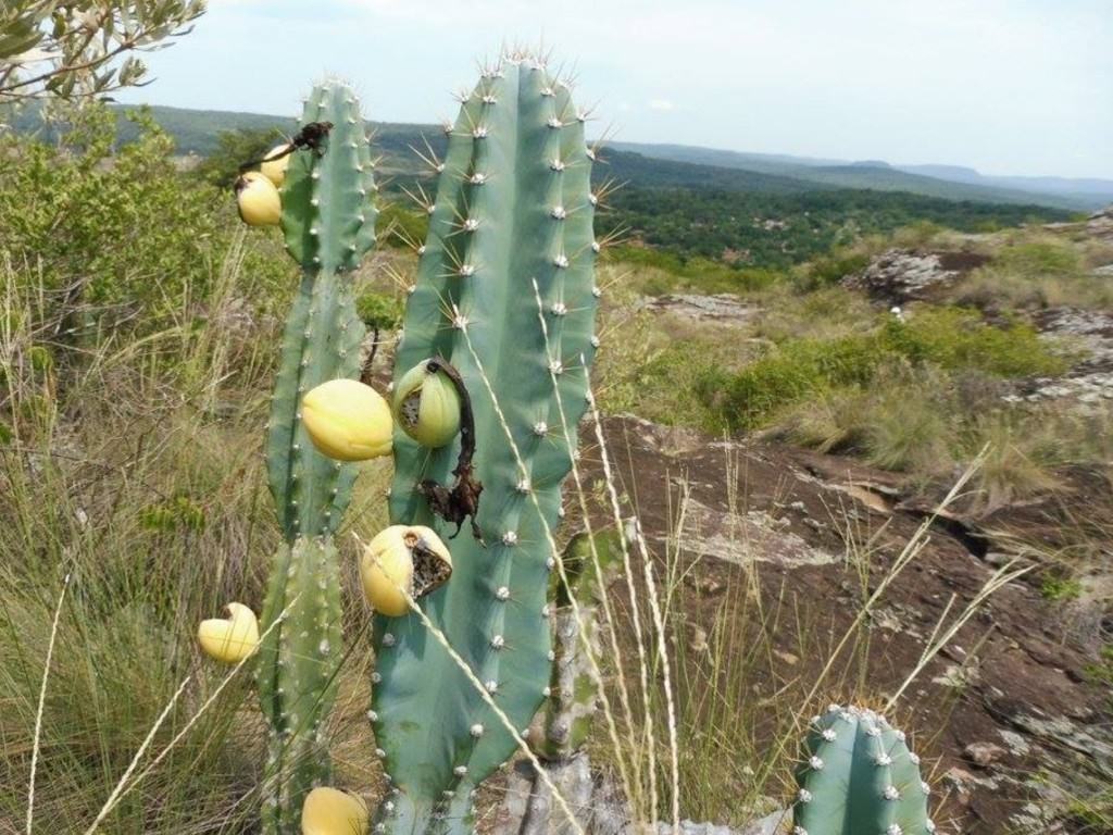 Cereus lanosus