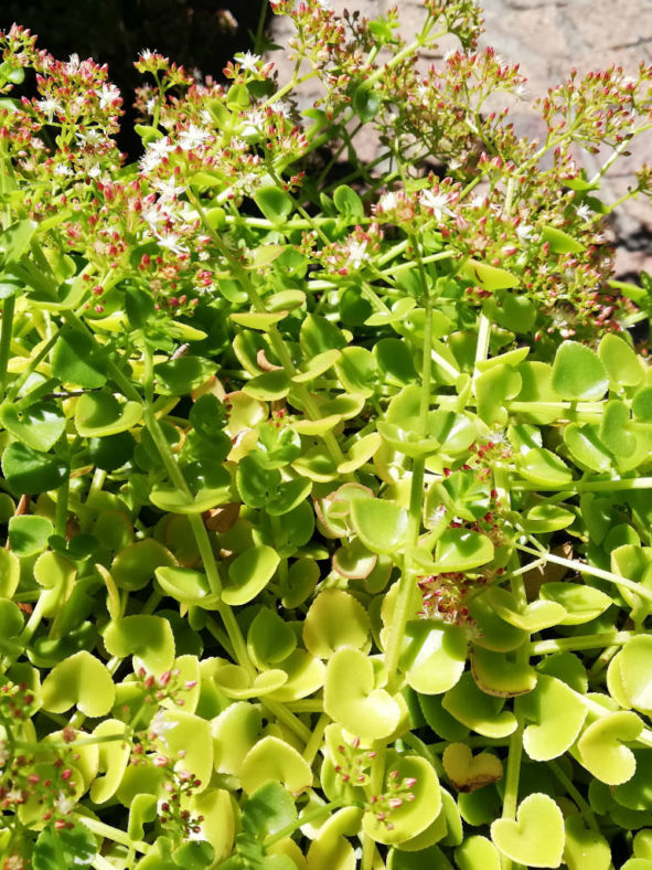 Crassula spathulata (Spathula-leaf Crassula)