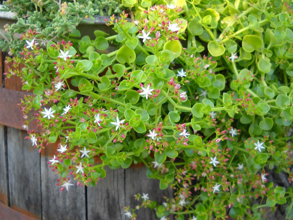 Crassula spathulata (Spathula-leaf Crassula)