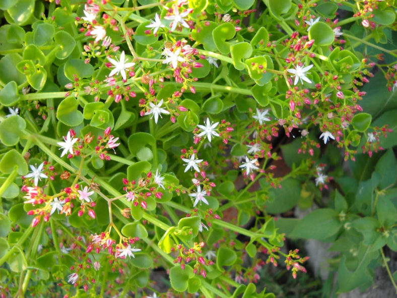 Crassula spathulata (Spathula-leaf Crassula)