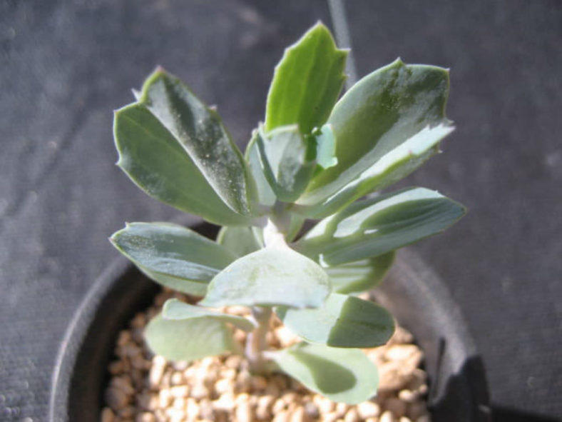 Curio muirii aka Senecio muirii