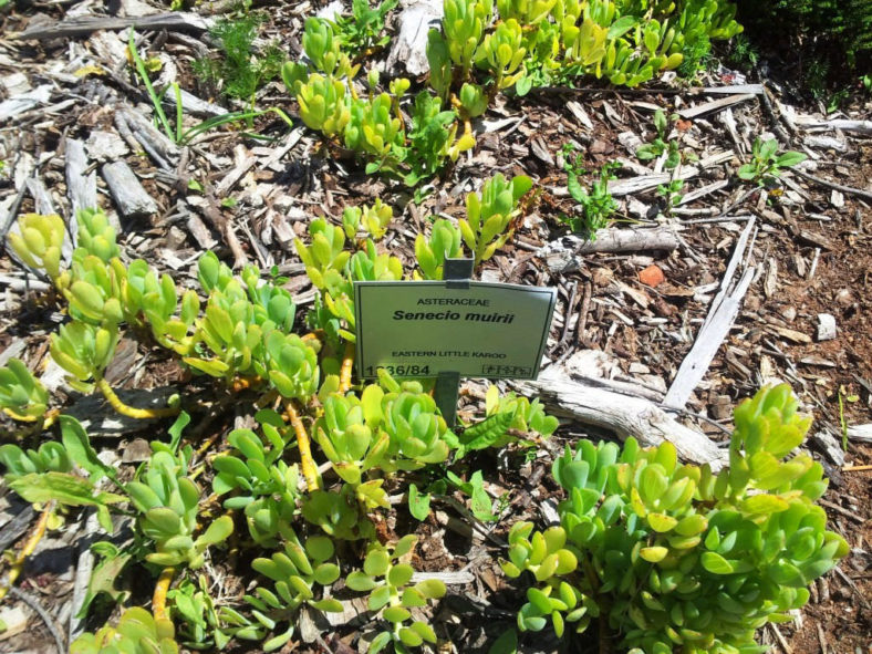 Curio muirii aka Senecio muirii